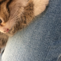 Tekir Kedi, Kedi  Tom fotoğrafı