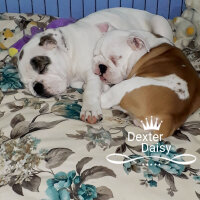 İngiliz Bulldog, Köpek  Dexter fotoğrafı