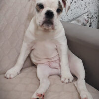 İngiliz Bulldog, Köpek  Dexter fotoğrafı