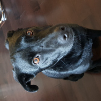Border Collie, Köpek  Flip fotoğrafı