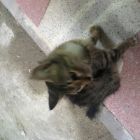 Ankara Kedisi, Kedi  PAMUK fotoğrafı