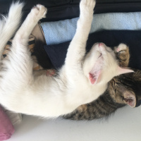 Ankara Kedisi, Kedi  PAMUK fotoğrafı