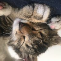Ankara Kedisi, Kedi  PAMUK fotoğrafı