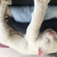 Ankara Kedisi, Kedi  PAMUK fotoğrafı