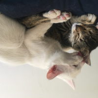 Ankara Kedisi, Kedi  PAMUK fotoğrafı