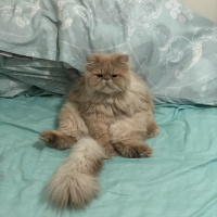 İran Kedisi (Persian), Kedi  Köpük fotoğrafı