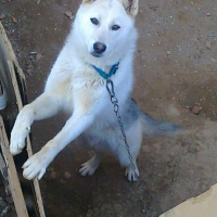 Sibirya Kurdu (Husky), Köpek  Duman fotoğrafı
