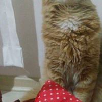 Maine Coon, Kedi  Bambam fotoğrafı