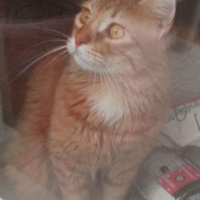 Maine Coon, Kedi  Bambam fotoğrafı