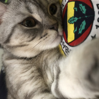 British Shorthair, Kedi  Marla fotoğrafı