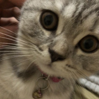 British Shorthair, Kedi  Marla fotoğrafı