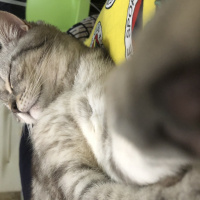 British Shorthair, Kedi  Marla fotoğrafı