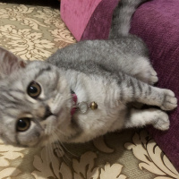 British Shorthair, Kedi  Marla fotoğrafı