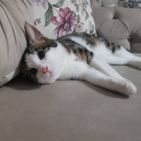 Tekir Kedi, Kedi  Nayino fotoğrafı