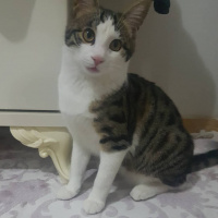 Tekir Kedi, Kedi  Nayino fotoğrafı