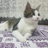 Tekir Kedi, Kedi  Nayino fotoğrafı