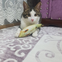 Tekir Kedi, Kedi  Nayino fotoğrafı