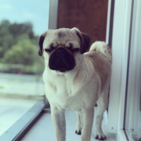 Pug, Köpek  Rıfkı fotoğrafı