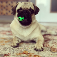 Pug, Köpek  Rıfkı fotoğrafı