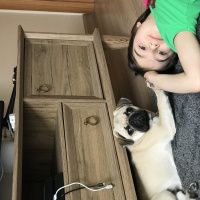 Pug, Köpek  Rıfkı fotoğrafı