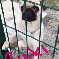 Pug, Köpek  Rıfkı fotoğrafı