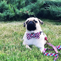 Pug, Köpek  Rıfkı fotoğrafı