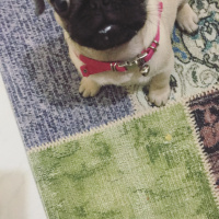 Pug, Köpek  Deya fotoğrafı