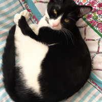 Tekir Kedi, Kedi  Pera fotoğrafı