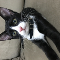 Tekir Kedi, Kedi  Pera fotoğrafı