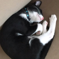 Tekir Kedi, Kedi  Pera fotoğrafı