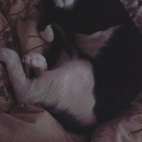 Tekir Kedi, Kedi  Pera fotoğrafı