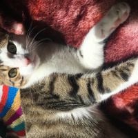 American Wirehair, Kedi  Bıdık fotoğrafı