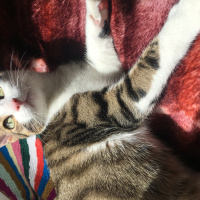 American Wirehair, Kedi  Bıdık fotoğrafı