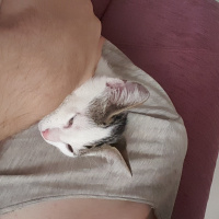 Tekir Kedi, Kedi  serbet fotoğrafı