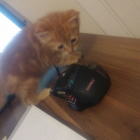Soke, Kedi  rego fotoğrafı