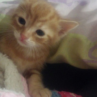 Soke, Kedi  rego fotoğrafı