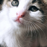 Tekir Kedi, Kedi  Korkak fotoğrafı
