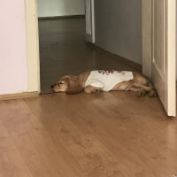 İngiliz Cocker Spaniel, Köpek  Kestane fotoğrafı