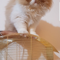 İran Kedisi (Persian), Kedi  Bahtiyar fotoğrafı