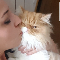 İran Kedisi (Persian), Kedi  Bahtiyar fotoğrafı