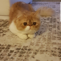 İran Kedisi (Persian), Kedi  Bahtiyar fotoğrafı