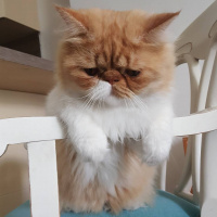 İran Kedisi (Persian), Kedi  Bahtiyar fotoğrafı