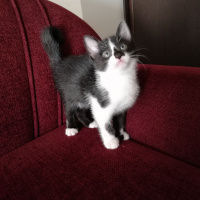 Tekir Kedi, Kedi  Şeker fotoğrafı