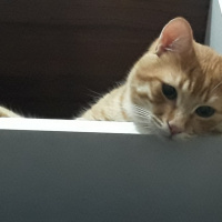 Tekir Kedi, Kedi  Leo fotoğrafı