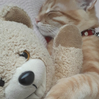 Tekir Kedi, Kedi  Leo fotoğrafı