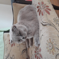 Scottish Fold, Kedi  Prenses fotoğrafı