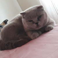 Scottish Fold, Kedi  Prenses fotoğrafı