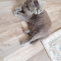 Scottish Fold, Kedi  Prenses fotoğrafı