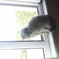 Scottish Fold, Kedi  Prenses fotoğrafı