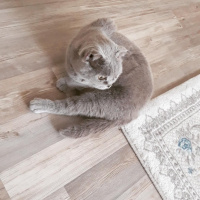 Scottish Fold, Kedi  Prenses fotoğrafı